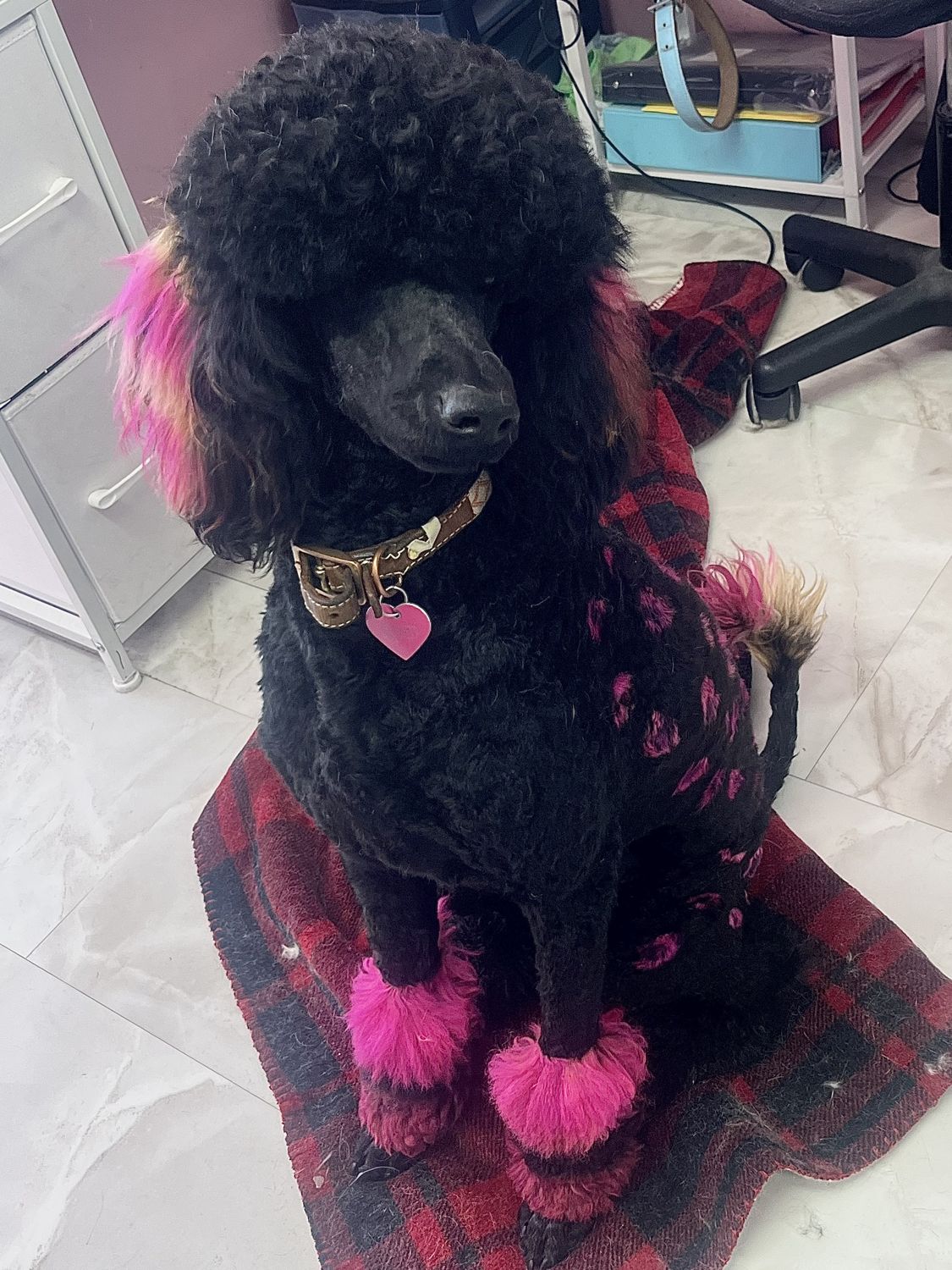 A black poodle with pink accents after grooming
