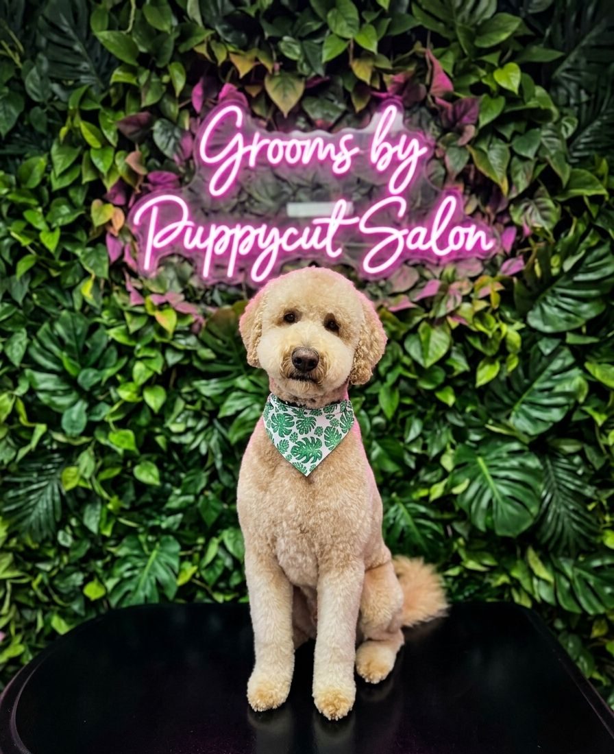 A freshly groomed doodle under the Grooms by Puppycut Salon neon sign