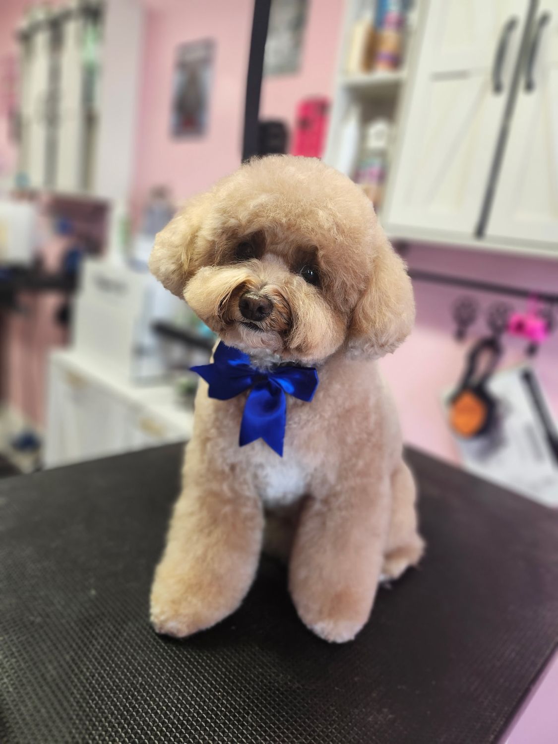 A freshly groomed apricot poodle with a blue bow